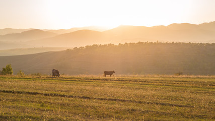 Obraz premium Pasture Cows at Meadow Hill and Mountain Sunset