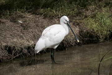 Löffler (Platalea leucorodia), oder Löffelreiher