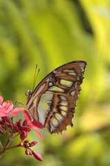 Malachit (Spirotea Steles) Schmetterling