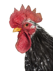 Japanese bantam or Chabo against white background