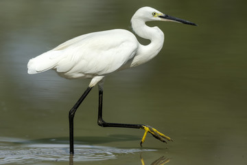 Garzetta che cammina in palude