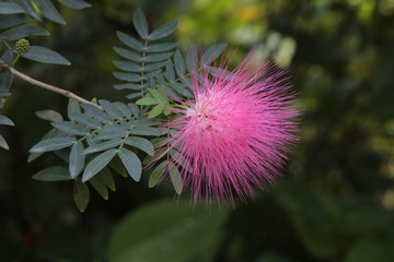 Seidenbaum (Albizia julibrissin) Blüten, Seidenakazie, Schlafbaum