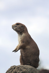 Präriehund  (Cynomys ludovicianus) , Nordamerika