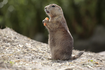 Präriehund  (Cynomys ludovicianus) , Nordamerika