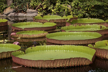 Seerose Queen Victoria 