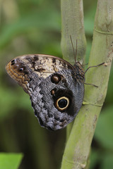 Bananenfalter (Caligo eurilochus)