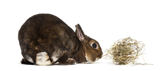 Rex Rabbit against white background