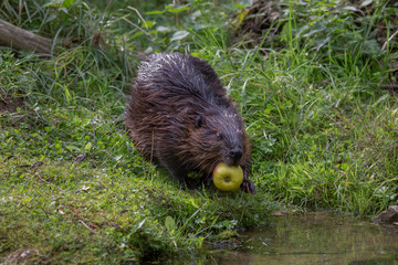 Beaver at waterside Netherlands