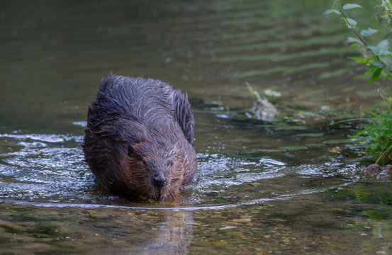Beaver at waterside Netherlands