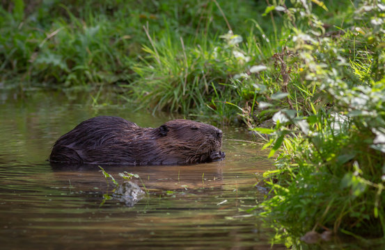 Beaver at waterside Netherlands