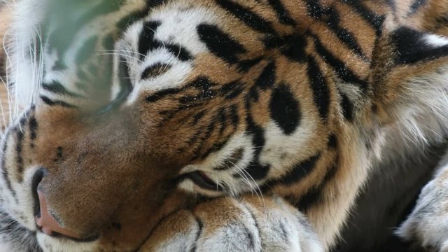 tiger asleep, close-up