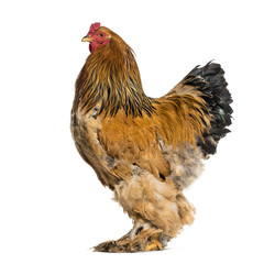Brahma Rooster standing against white background