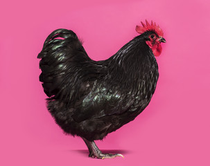 Orpington chicken standing against white background