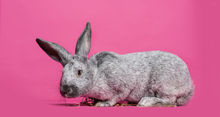 Argente rabbit against white background