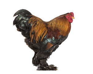 Brahma Rooster, standing against white background