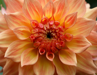 Closeup of a yellow orange dahlia flower