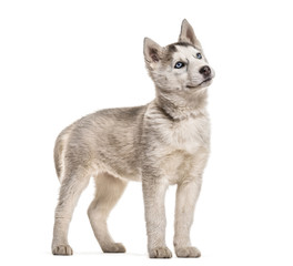 Husky dog, 2 months old, standing against white background