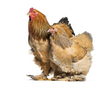 Brahma hen and rooster, standing against white background