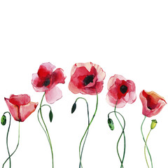 Wonderful lovely bright summer autumn herbal floral red poppies flowers with green leaves watercolor hand illustration. Perfect for greetings card, textile, wallpapers, banners