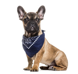 French Bulldog, 6 months old, sitting against white background