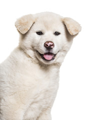 Akita Inu puppy, 2 months old, against white background