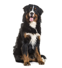 Bernese Mountain Dog, 10 months old, sitting against white backg