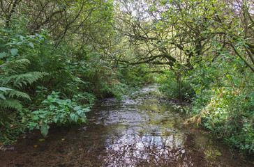 A Scottish Burn or Stream
