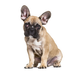 French Bulldog, 5 months old, sitting against white background