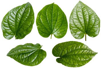 Fototapeta na wymiar Betel leaf or Piper sarmentosum White background and clipping path. , Green Betel leaf for decor Decorate food or decoration.