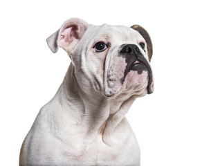 Obraz premium French Bulldog, 5 months old, close up against white background