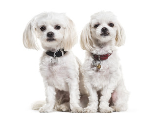 Maltese dogs, 4 years old, sitting against white background