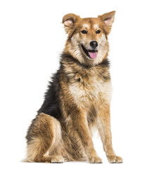 Mixed-breed dog, 8 years old, sitting against white background