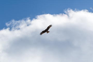 優雅に飛ぶ鳶 / 青空バック