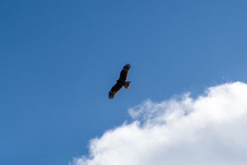 優雅に飛ぶ鳶 / 青空バック