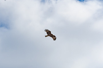 優雅に飛ぶ鳶 / 青空バック