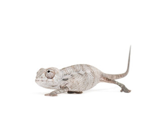 Young veiled chameleon, Chamaeleo calyptratus, against white bac