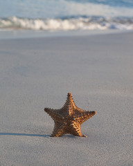 Starfish on sandy beach, close up