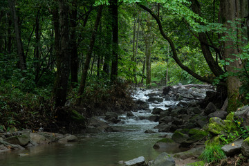 Obraz premium 森の中の清流 / 爽やかな緑のイメージ