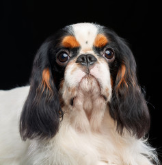 Cavalier King Charles Spaniel dog on Isolated Black Background in studio