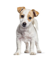 Jack Russell puppy, 3 months old, standing against white backgro