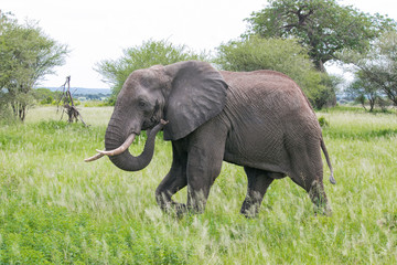 Naklejka na ściany i meble elephant in Tanzania
