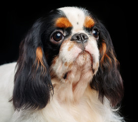 Cavalier King Charles Spaniel dog on Isolated Black Background in studio