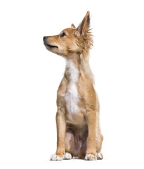 Mixed-breed puppy, 15 weeks old, sitting against white backgroun