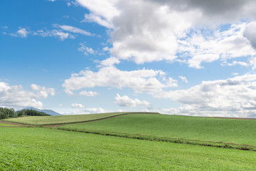 晴れた日の美瑛の丘 / 北海道 美瑛町の観光イメージ 