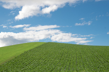 晴れた日の美瑛の丘 / 北海道 美瑛町の観光イメージ 