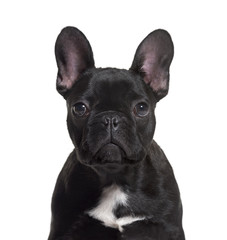 French Bulldog, 4 months old, against white background