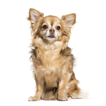 Chihuahua dog, 7 years old, sitting against white background