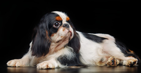 Cavalier King Charles Spaniel dog on Isolated Black Background in studio