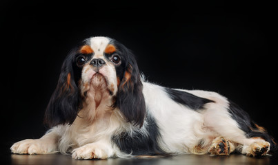 Cavalier King Charles Spaniel dog on Isolated Black Background in studio