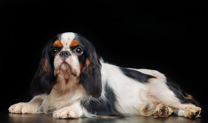 Cavalier King Charles Spaniel dog on Isolated Black Background in studio